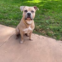 Phyto PAA23007, chien à adopter