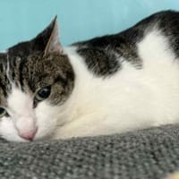 PILULE, chatte à adopter