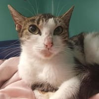 CALINE, chatte à adopter