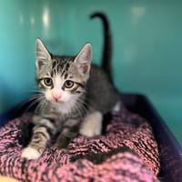 RUPERT, chat à adopter