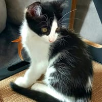 snoopy, chat à adopter
