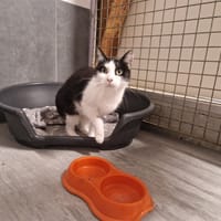 PIERROT, chat à adopter