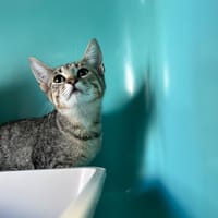 GAMORA, chat à adopter