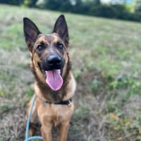 Arome, chienne à adopter