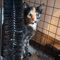 VALEXA, chatte à adopter