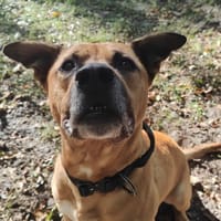 WHISKY, chien à adopter