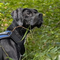 OLYMPE, chienne à adopter