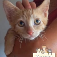 Rouge, gatto da adottare