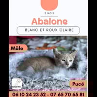 ABALONE, chat à adopter