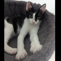 CHOUPETTE, chatte à adopter