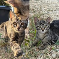 TOFFEE ET ALAYA, chat à adopter