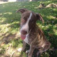 CANDY, chiot femelle Berger Créole, chienne à adopter