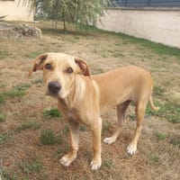 CUPCAKE, chiot mâle Berger Créole, chien à adopter