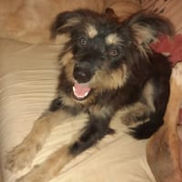 MILY, Griffon créole junior, chienne à adopter