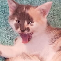 Biscotte, chatte à adopter