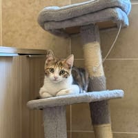 Abeille, chatte à adopter