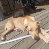 CUPCAKE, chiot mâle Berger Créole, chien à adopter