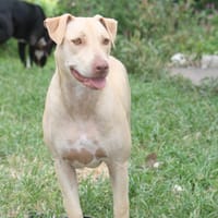 PHOENIX Croisée Labrador Femelle junior, chienne à adopter