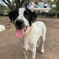 apollo, chien à adopter