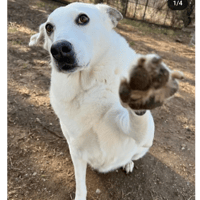 snowwhite, chienne à adopter