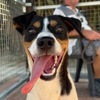 MALONE (Maria), chien à adopter