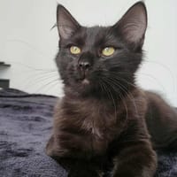 Pitchou, chat à adopter