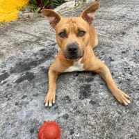 Omy, mâle croisé berger, né le 31/01/2024🐶, chien à adopter