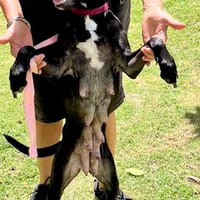 Mirabelle, femelle croisée berger, née le 15/03/2024 🐶, chienne à adopter