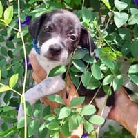 Saly, femelle croisée berger , née le 01/07/2025 🐶, chienne à adopter