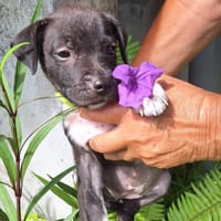 Aqua, femelle croisée berger , née le 01/07/2025 🐶, chienne à adopter