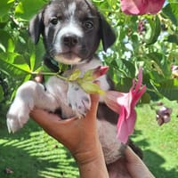 Alicante, femelle croisée berger , née le 01/07/2025 🐶, chienne à adopter