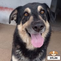 DYLAN, cane da adottare