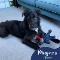 Magnus, dog to adopt