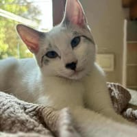 Calgary, chatte à adopter