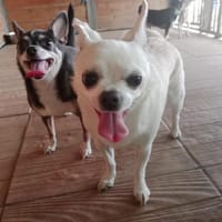 Thor, perro en adopción