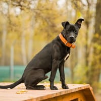 Baster, pies do adopcji