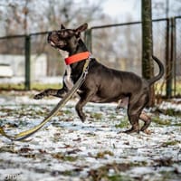 Pablo, pies do adopcji