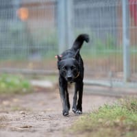 Tulik, pies do adopcji