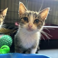 Vega, kotka do adopcji