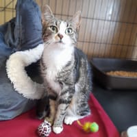 Tula, kotka do adopcji