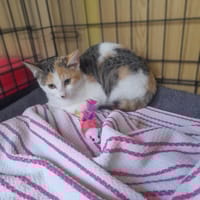 Edzia, kotka do adopcji