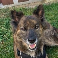 STELLA - fitte & sportliche Rentnerin 💖, Hündin zur Adoption