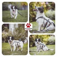 winzige Lotti sucht eine Familie, Hündin zur Adoption