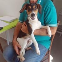 Lollo möchte zu Ihnen gehören, Hund zur Adoption