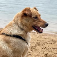 Zack sucht eigene liebe Familie, Hund zur Adoption