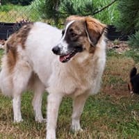 Ozora  bezaubernde Herdenschützerin❤, Hündin zur Adoption