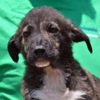 Geben Sie Pluto eine Chance?, Hund zur Adoption