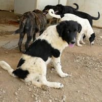 Möchten Sie Peppe adoptieren?, Hund zur Adoption