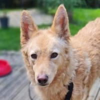 Hundelady BLANSH, Hündin zur Adoption