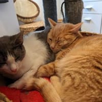Katzenpaar Malvin & Cooper, Kater zur Adoption